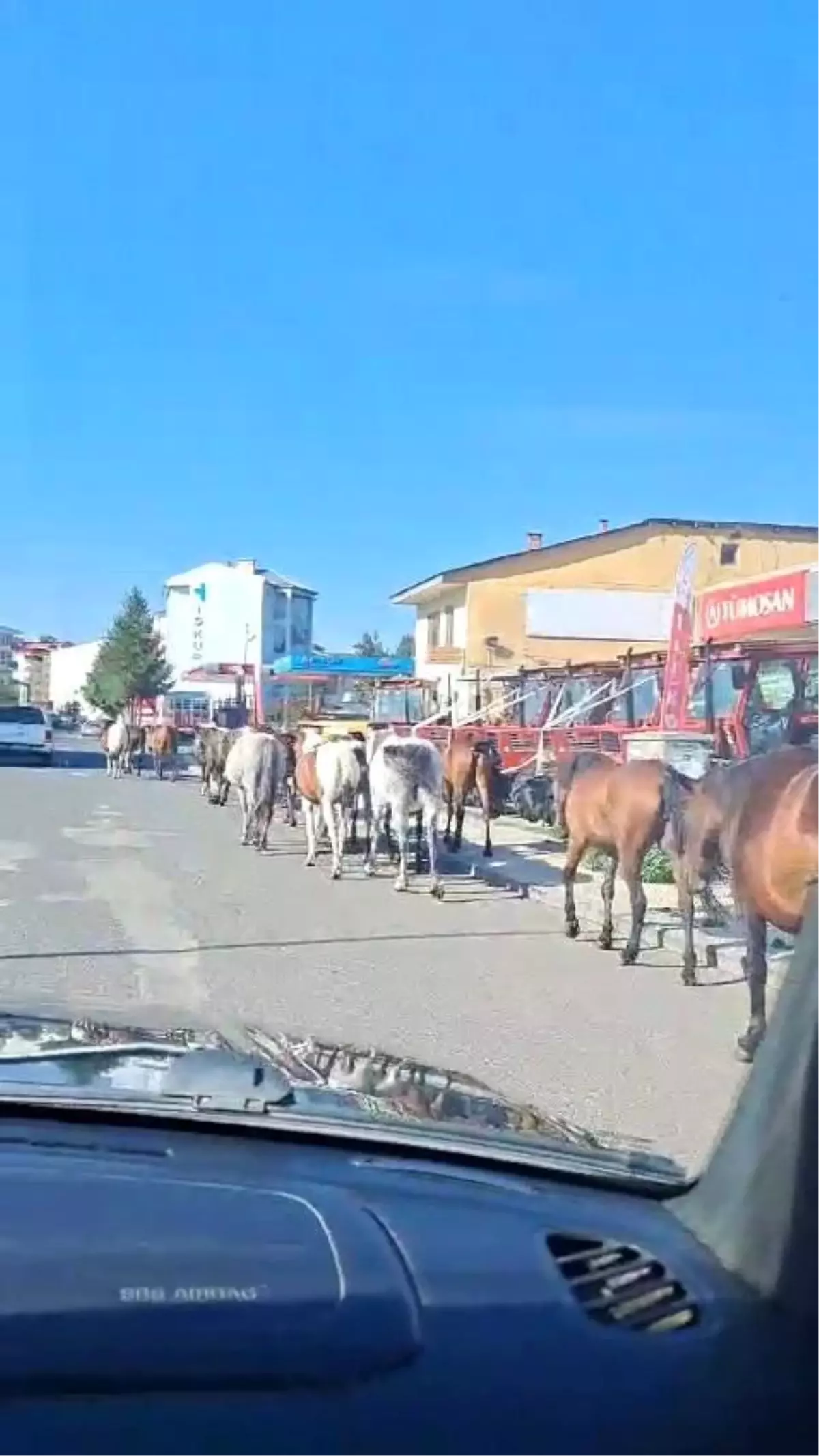 Ardahan'da Sahipsiz Atlar Trafiği Tehlikeye Soktu