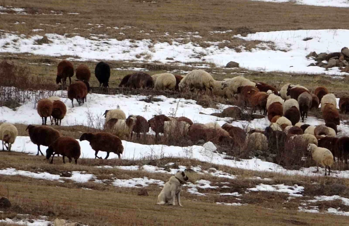 Ardahan'da Sıcak Hava Besicilere Nefes Aldırdı