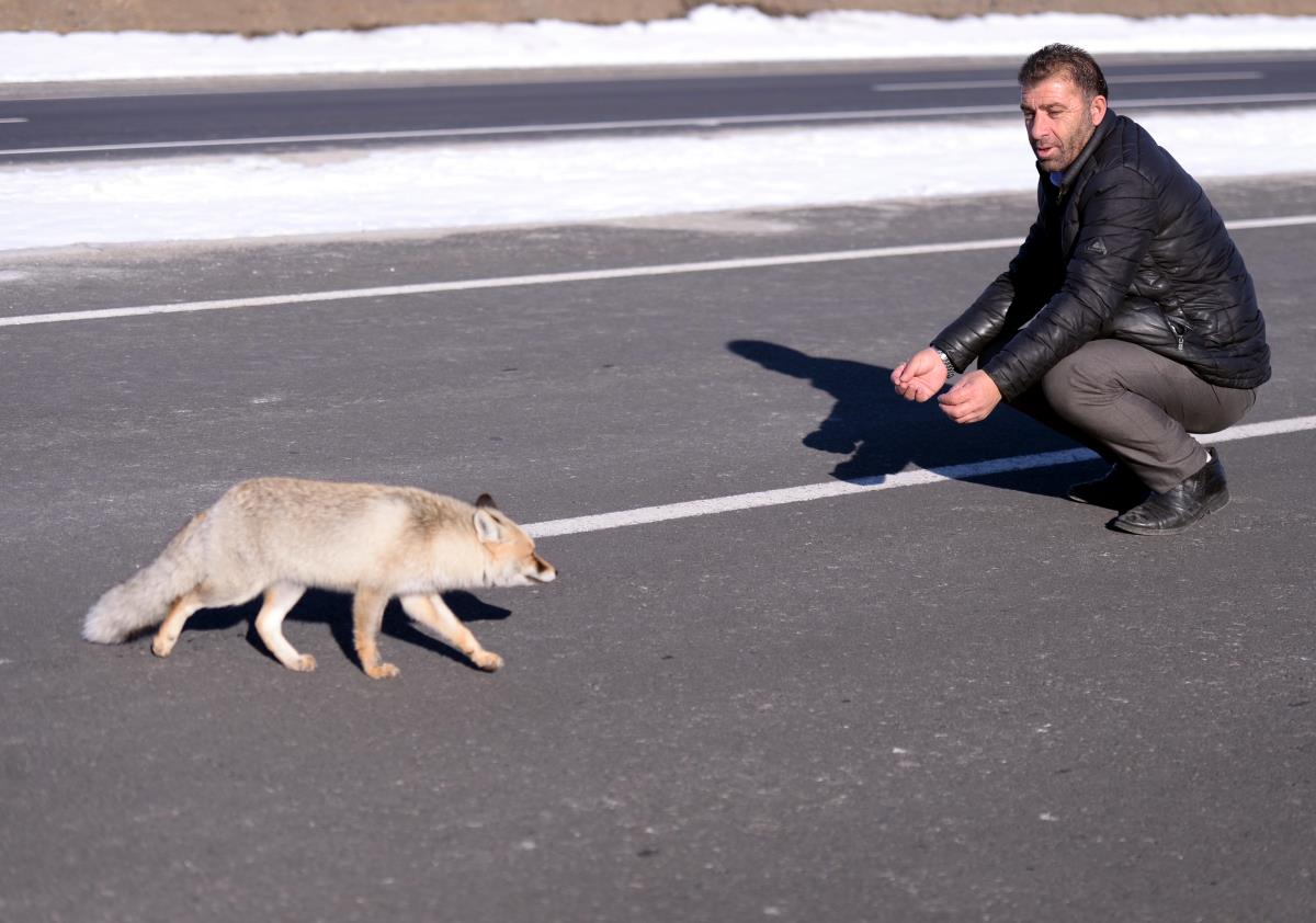 Ardahan'da yiyecek bulmak için kara yoluna inen tilkiyi sürücüler besledi