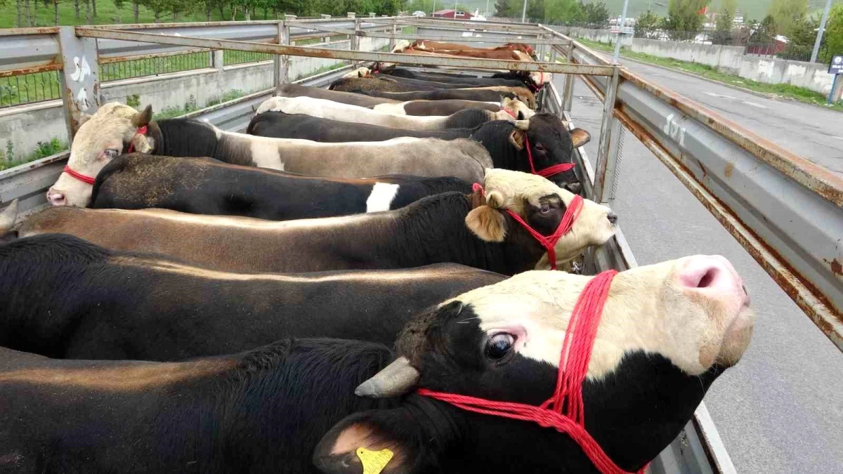 Ardahan'dan büyük kentlere kurban sevkiyatı başladı