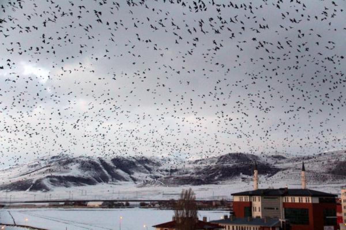 Ardahanı kargalar istila etti! Görüntü korku filmini anımsattı, bölge halkı endişeli