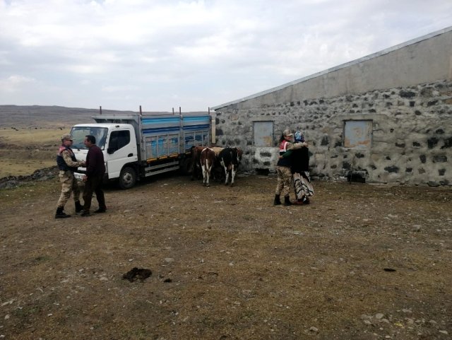 Arpaçay'da kaybolan hayvanlar bulundu