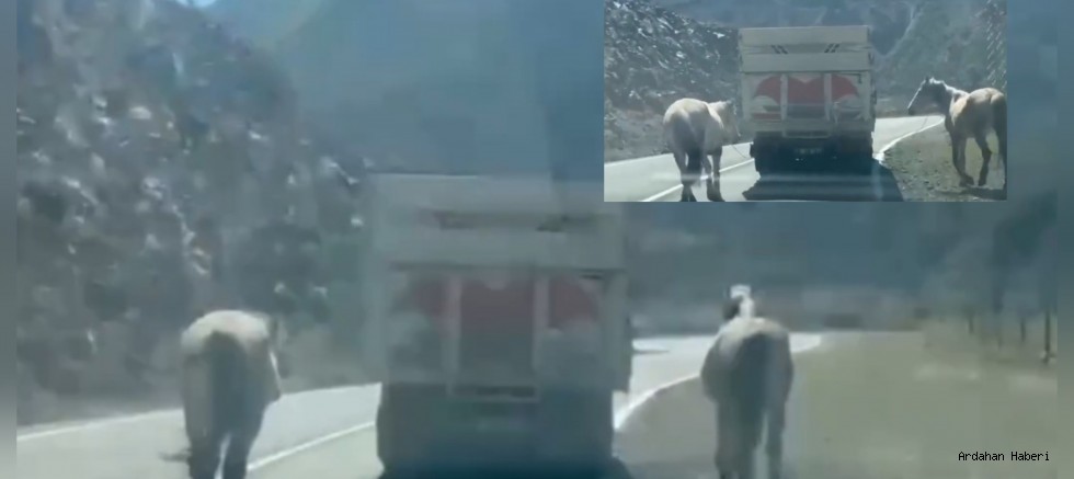 Artvin'de kamyon arkasına bağlanan atlar tepki çekti