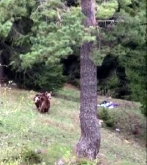 Artvin Şavşat ta Yiyecek arayan boz ayıları görüntülediler