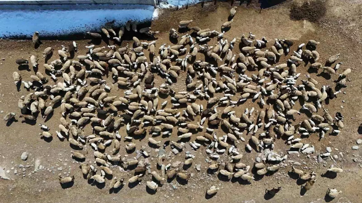 Aşkale'de Kuzular Anneleriyle Buluştu
