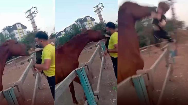 At, babasının kucağındaki çocuğu ısırarak alıp 3.5 metre havaya fırlattı! Kan donduran an