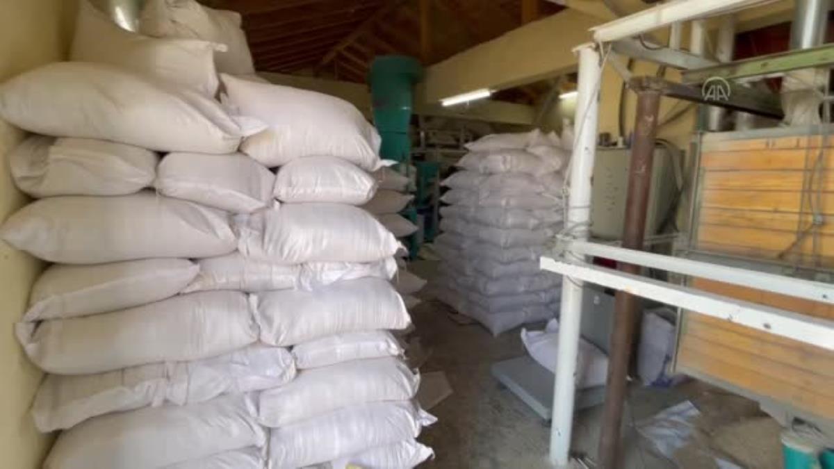 Ata tohumuna sahip çıkan Çıldır lı çiftçi yoğun talep alınca üretimde hedef büyüttü