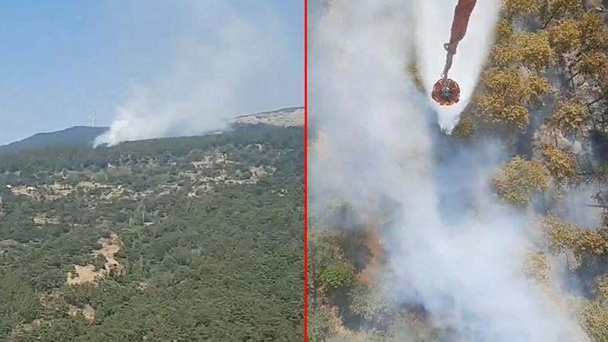 Aydın'da orman yangını! İşte son durum