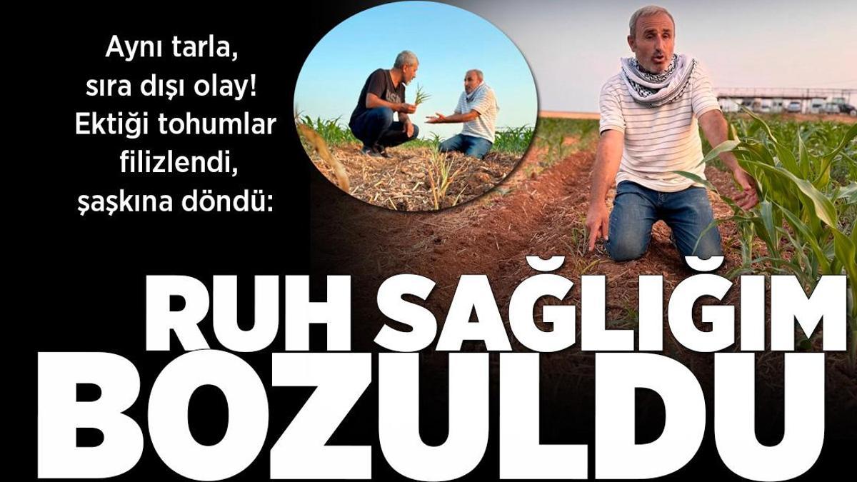 Aynı tarla, sıra dışı olay! Ektiği tohumlar filizlendi, şaşkına döndü: Ruh sağlığım bozuldu