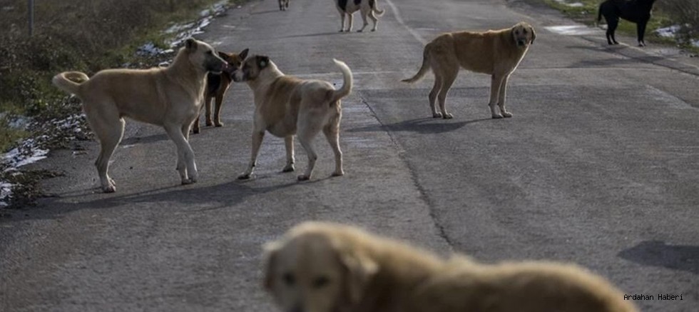 Bakan Yumaklı’dan Sahipsiz Hayvan Verileri: 630 Bin Köpek Toplandı