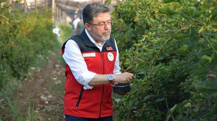 Bakan Yumaklı, Siirt'te böğürtlen hasadına katıldı: Buradaki büyük potansiyeli görüyorsunuz
