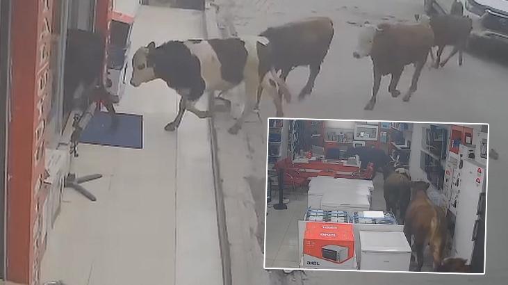 Batman Kozluk’ta Sahibinden Kaçan İnekler İş Yerine Girdi