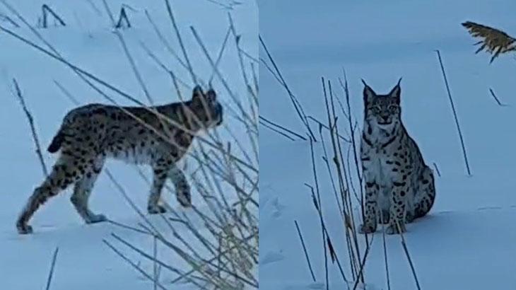 Bayburt’ta Vahşi Yaşamdan Etkileyici Anlar