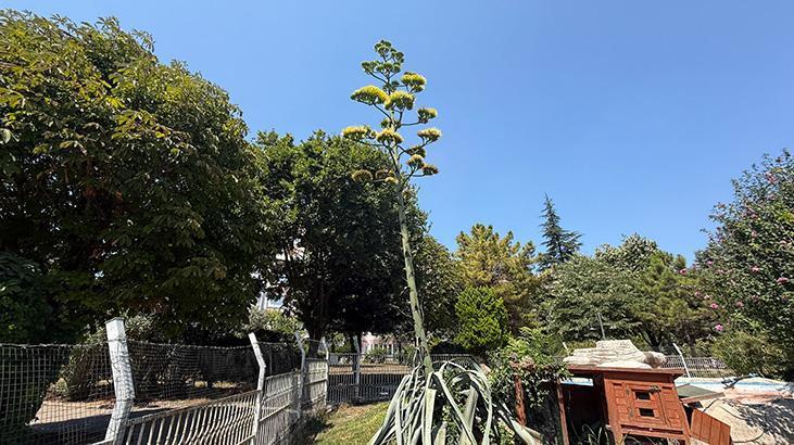 Beylikdüzü'nde görenler şaşkın: Bu sitede oturanlar çok şanslı