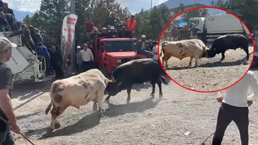 Burası İspanya değil Artvin! Boğaların güreşi arenanın dışına taşınca olanlar oldu