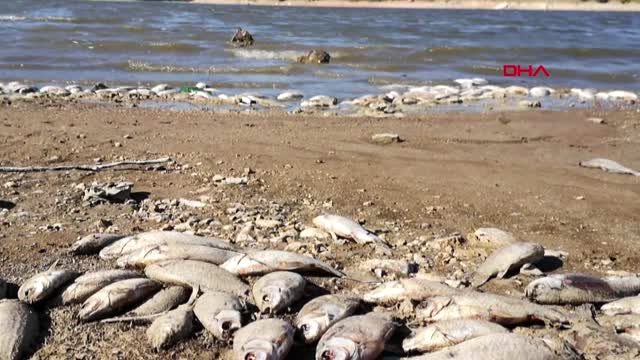 BURSA Boğazköy Barajı'nda kıyıya vuran ölü balıklar tedirgin etti