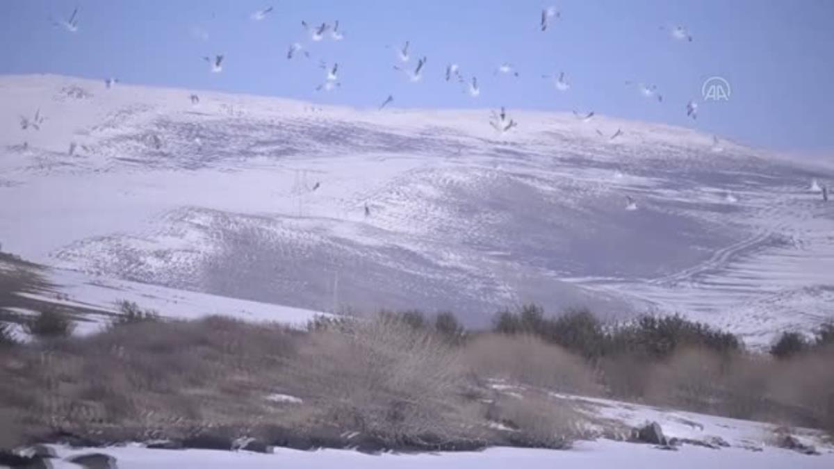 Çıldır da Atlı kızaklar bu kez yiyecek bulamayan yaban hayvanları için mesai yaptı