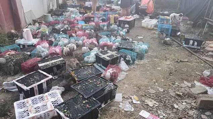 Çin'de 5 bin hayvan depoda ölü olarak bulundu!