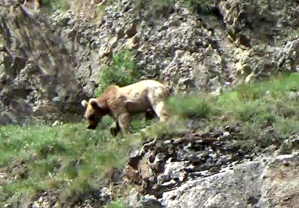 Çoruh Nehri'ne inen boz ayılar görüntülendi