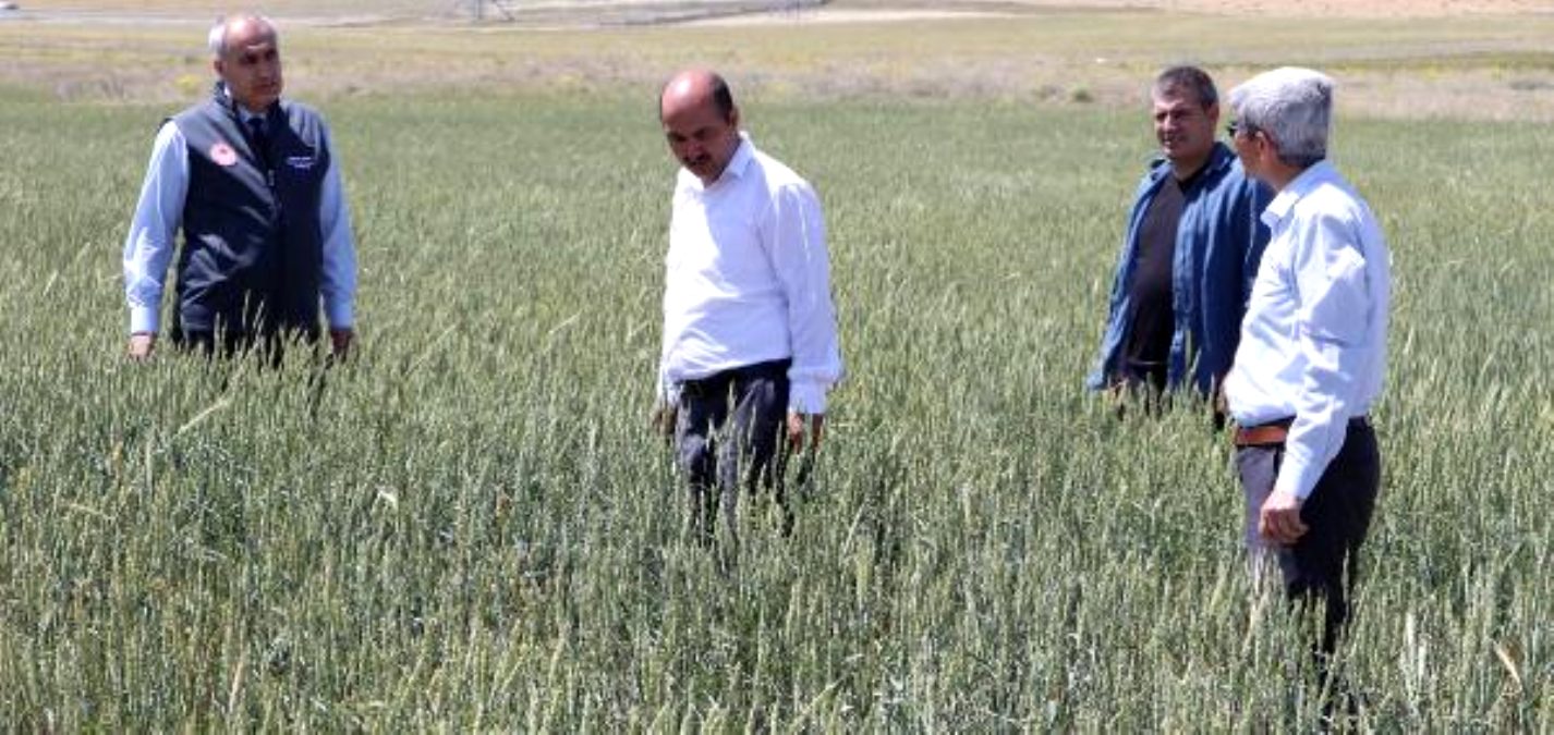 Cumhurbaşkanı Erdoğan'ın çiftçiye dağıttırdığı tohumlar başak verdi