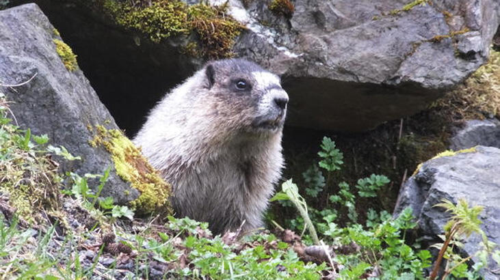 Dağ sıçanı avlayıp yedi, hıyarcıklı vebadan öldü!