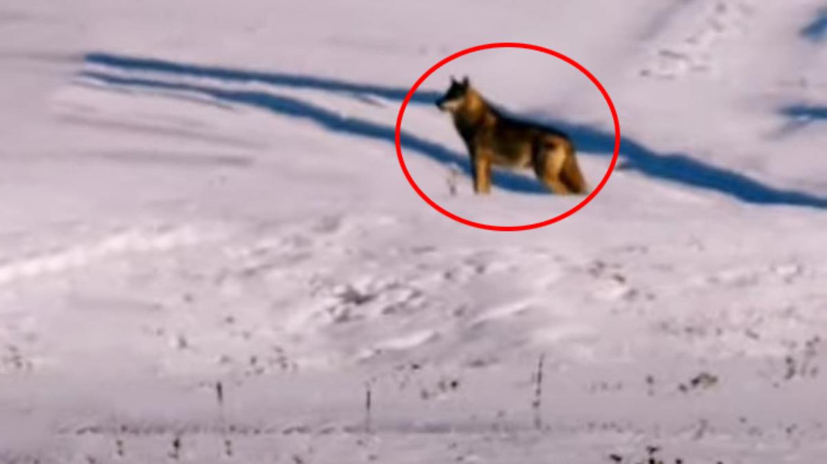 Daha önce gördüklerinizi unutun! Ardahan'da yiyecek arayan dev kurt böyle görüntülendi