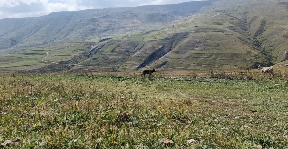 Damal da Korkutan Manzara: Kurtlar Ölü İneğin Başında Görüntülendi