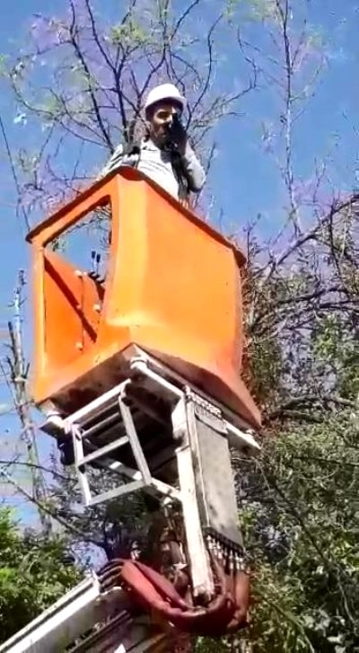 Diyarbakır'da ağaca takılan kumruyu Dicle Elektrik ekipleri kurtardı