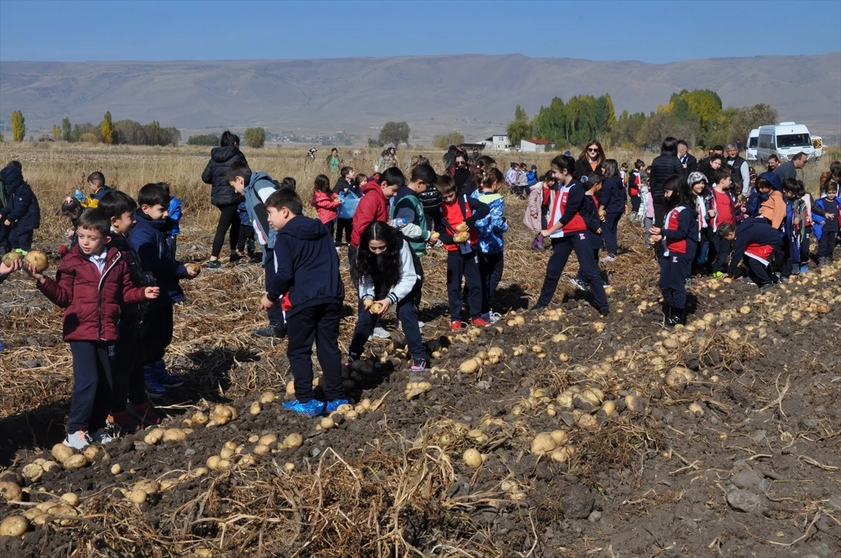 Erzurum'da Öğrenciler Tarlada Patates Hasadı Yaptı