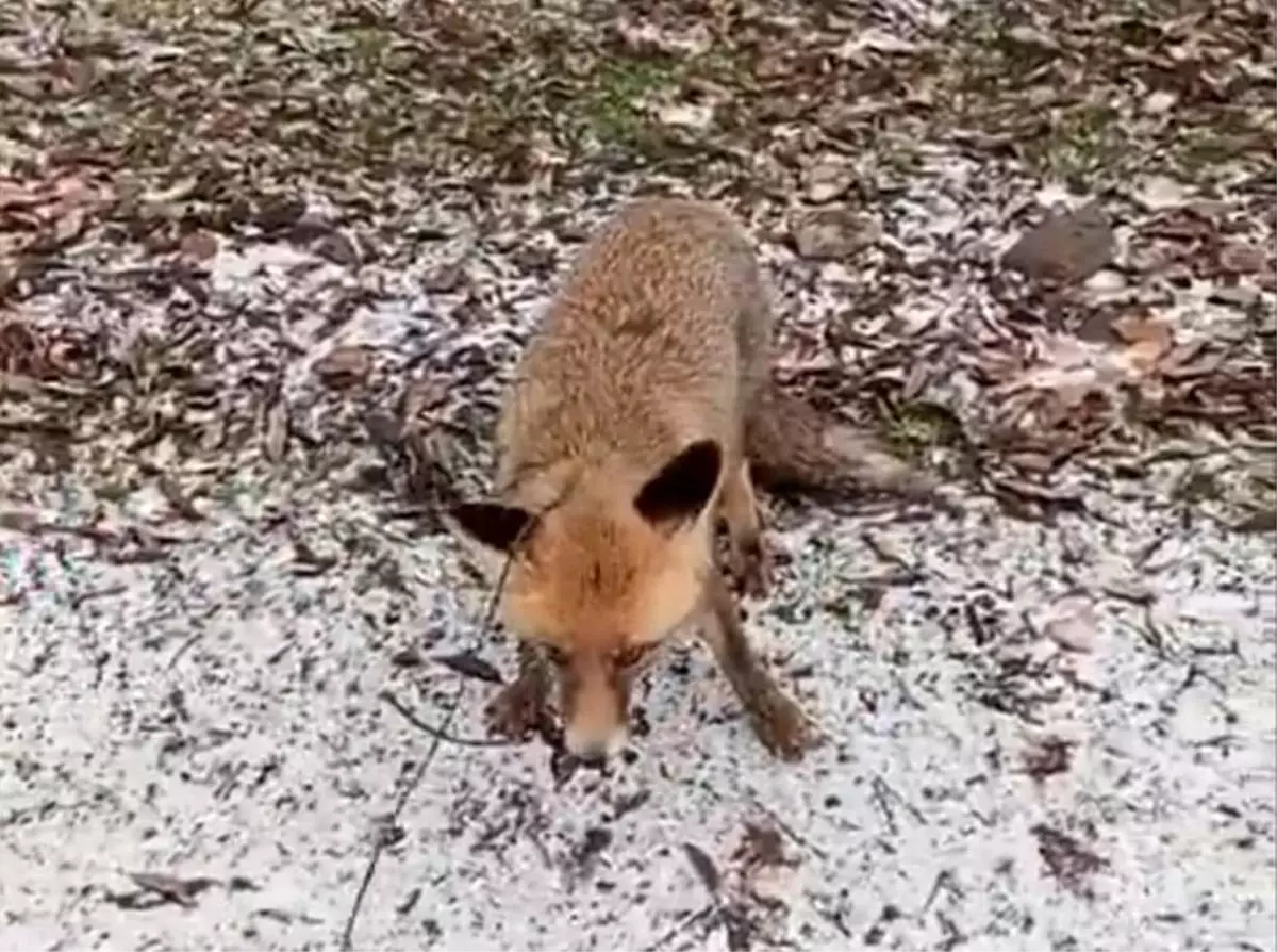 Erzurum'da Tilkiye Kötü Muamele Eden Şahsa İşlem Yapıldı