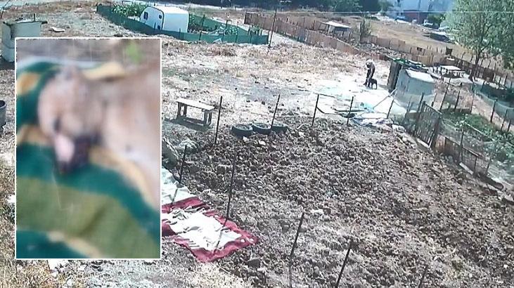 Esenyurt'ta köpek işkenceyle öldürüldü iddiası