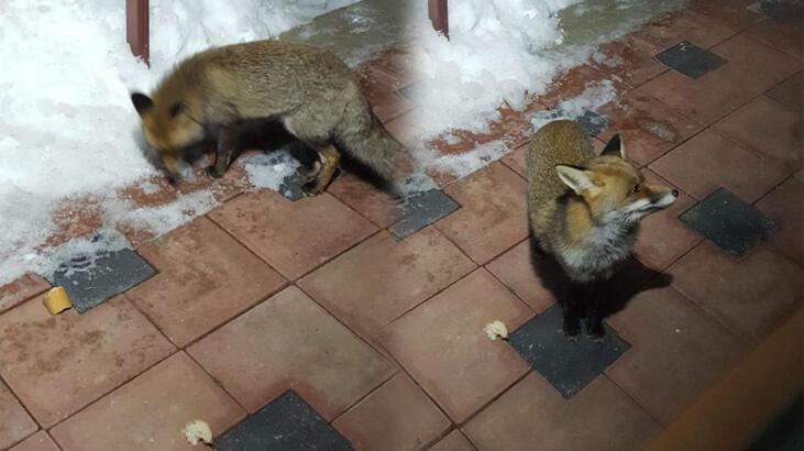 Evlerinin önüne gelen tilkiyi beslediler