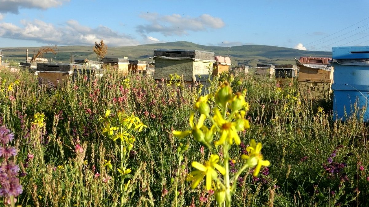 Evliyaoğlu: Arıcılıkta sonbahar bakımı ve kışlatma önemli