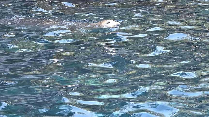 Fethiye'de görüldü! Vatandaşlar fark edip telefona sarıldı