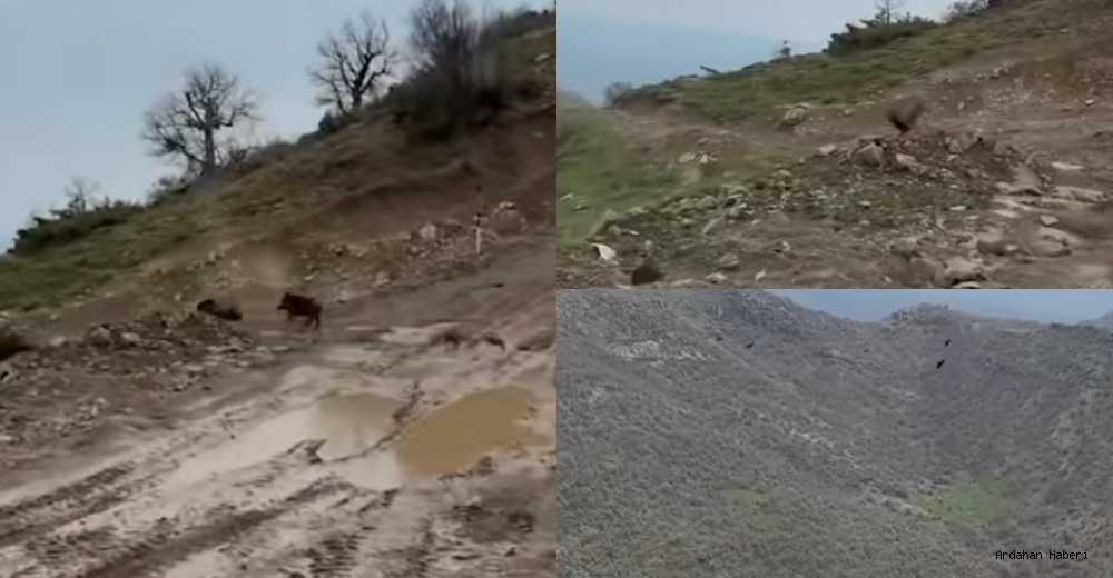 Göklerin pençesi yerde affetmedi: kartalın domuz yavrusuna ölümcül dalışı
