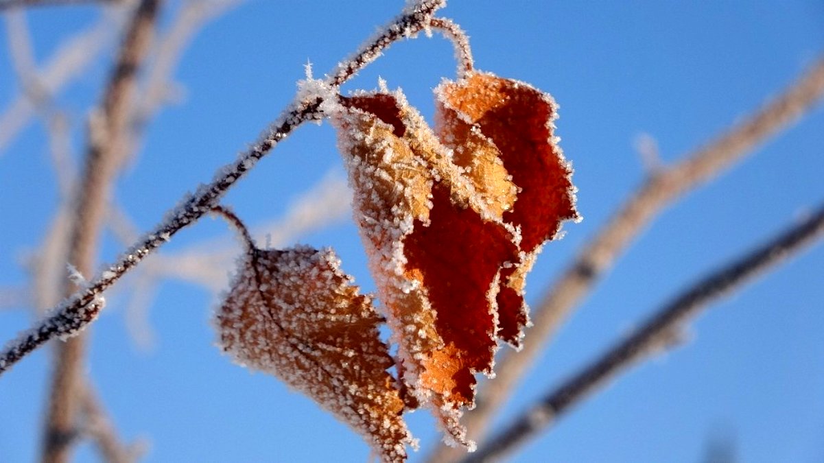 Göle Buz şehre döndü: Termometreler eksi 38'i gördü