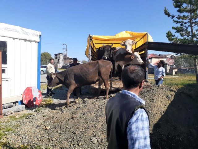 Göle'de çalınan hayvanlar Kars'ta yakalandı