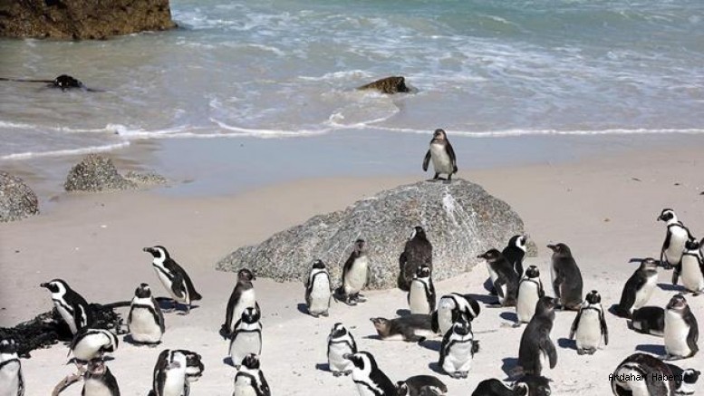 Güney Afrika’da Penguen Krizi: 62 Bin Kaybın Nedeni Açlık