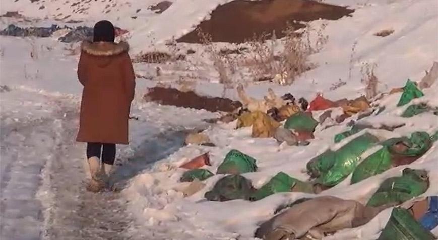 Hakkari'de aralarında yavruların da bulunduğu 20 köpek ölü olarak bulundu