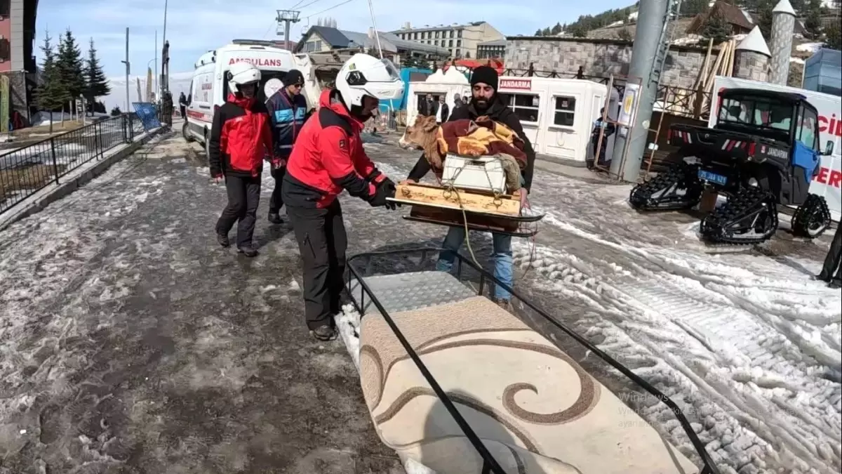 Hasta Buzağıyı Jandarma Aracıyla Eve Götürdü