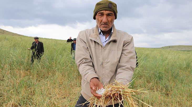 Haziran ayında dolu yağdı ekinler zarar gördü