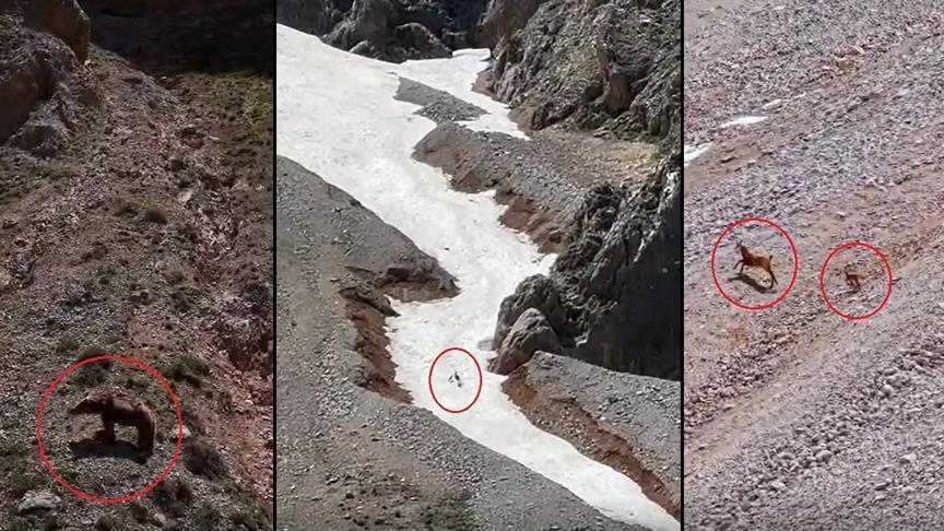 Her şey saniye saniye kaydedildi! Yürek burkan av