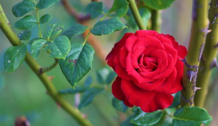 HIDIRELLEZ RİTÜELLERİ NELER, Hıdırellez'de nasıl dilek dilenir? 2023 Hıdırellez ne zaman, hangi tarihte kutlanacak?