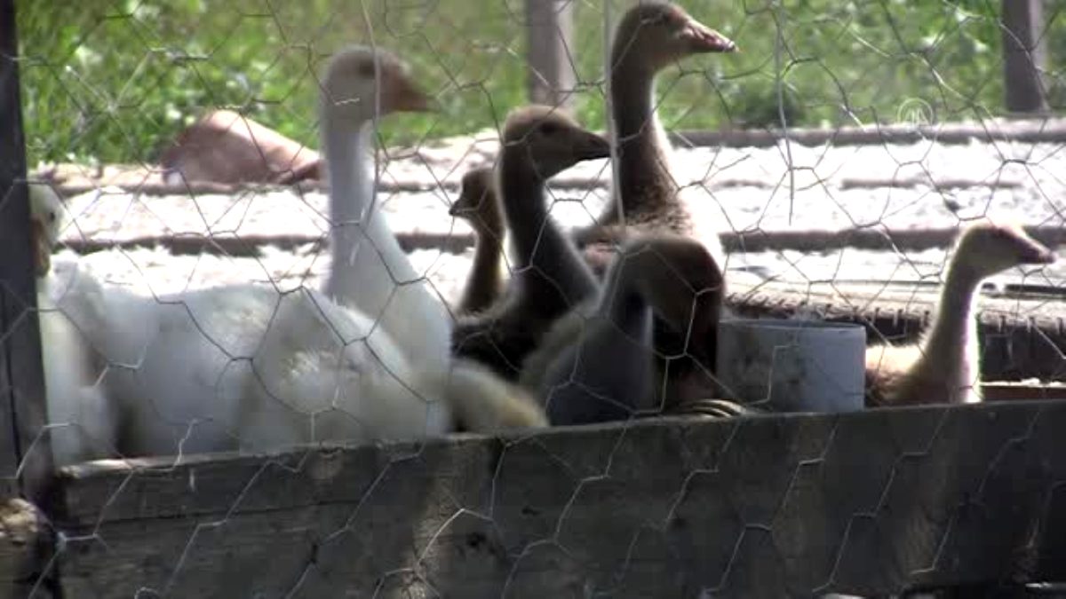 Hobi olarak başladığı kaz yetiştiriciliği gelir kapısı oldu, taleplere yetişemiyor