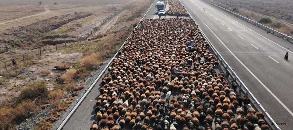 Iğdır’dan Kars ve Ardahan Yaylalarına Gelen Koçerlerin 70 Günlük Göçü Sona Erdi