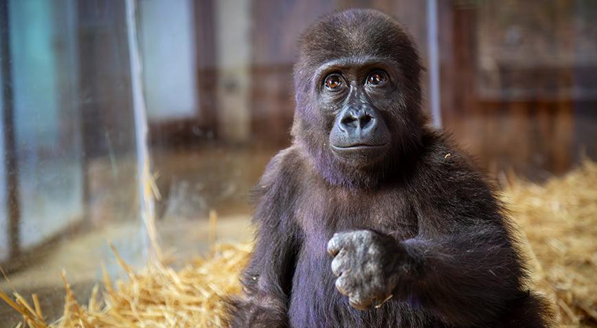 İstanbul Havalimanı'nda bulunan gorilden haber var! 'Merak etmeyin ben iyiyim'