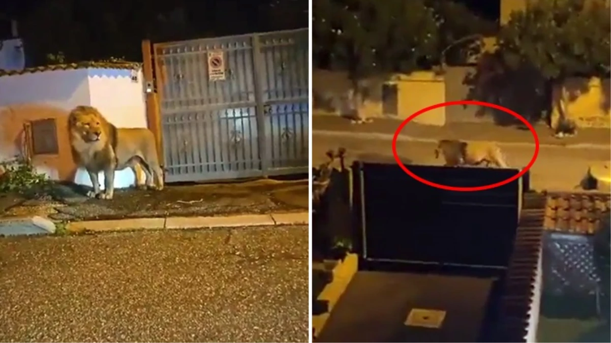 İtalya'da sirkten kaçan aslan sokaklarda gezdi