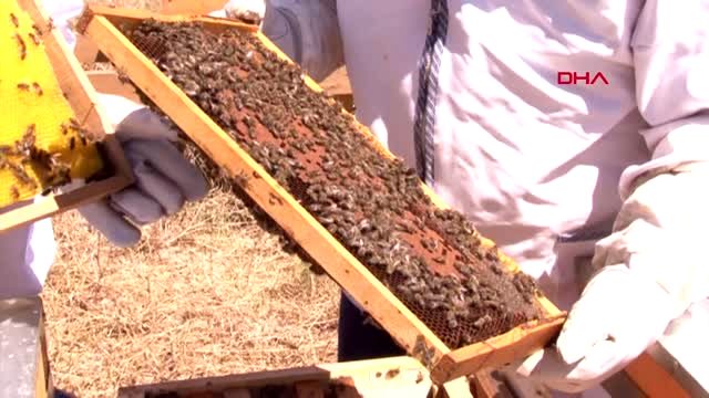 İZMİR de Tahtalı Barajı'nda 'bal ormanı' kuruldu