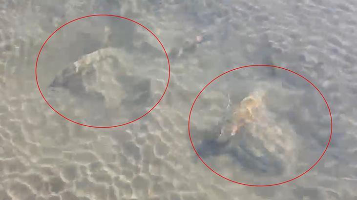 İznik Gölü’nün dibinde fark edildi! Uzmanlar bölgede