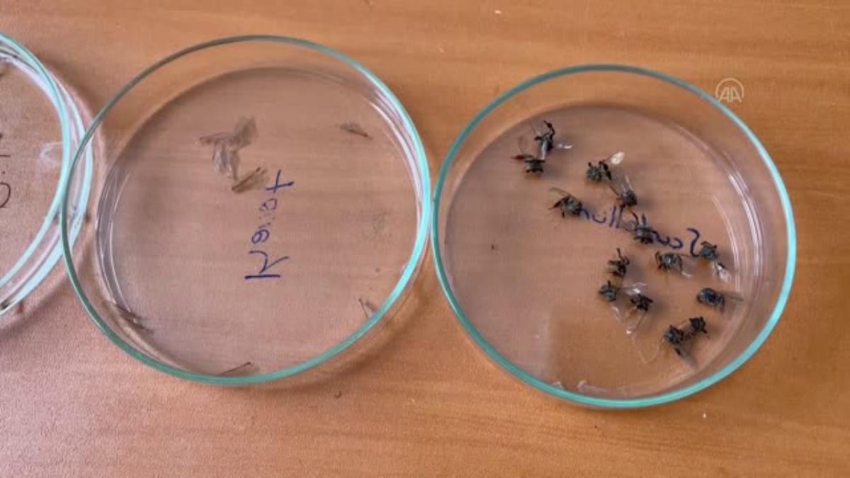 Kafkas arısının ayrıntılı gen haritası ana vatanında çıkarılıyor